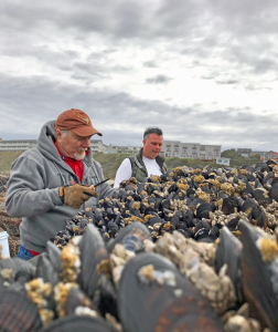 Mussel Harvesting