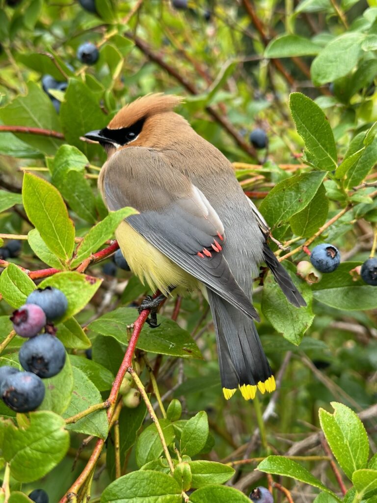 cedar waxwing