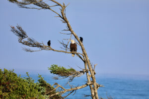 eagle