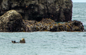 Sea Otter