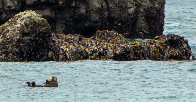 Sea Otter