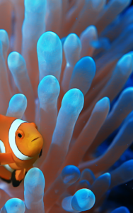 Clown Fish Sheltering