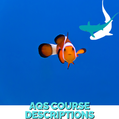 Clown Fish