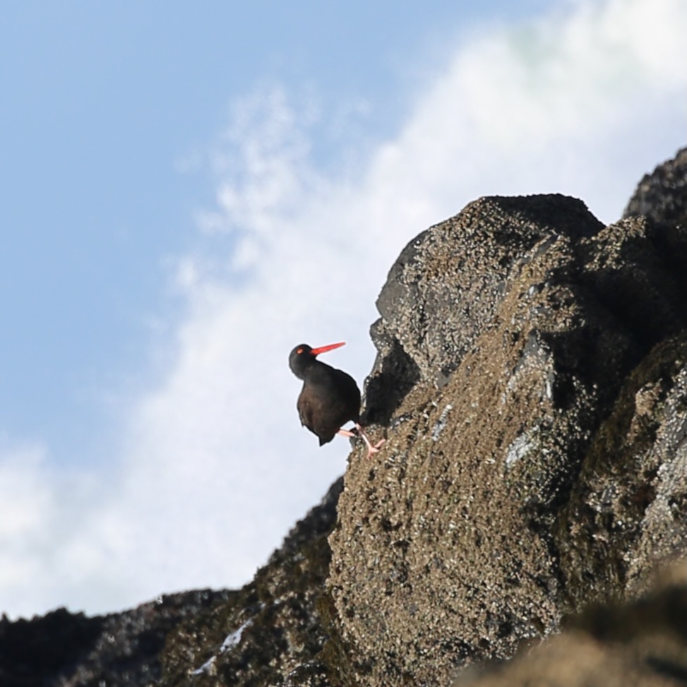 OysterCatcher