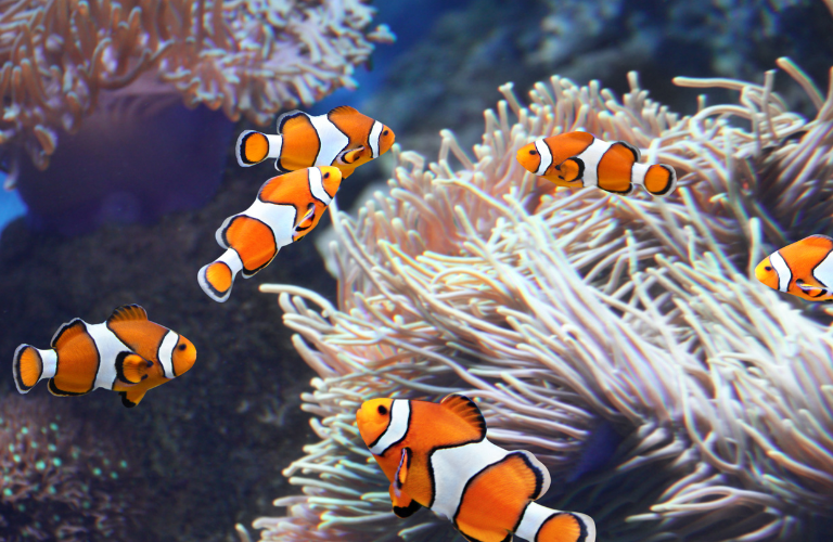 Clown Fish