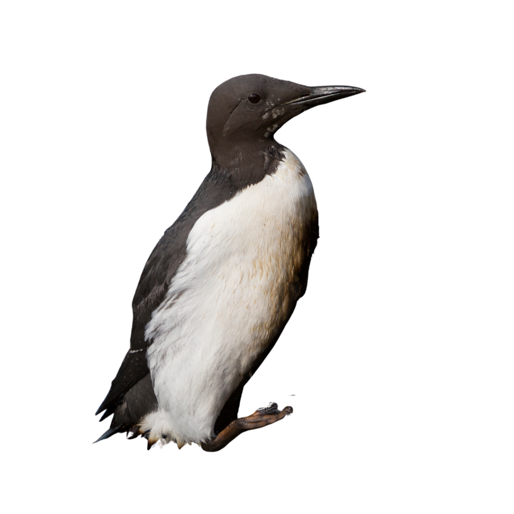 Common Murre