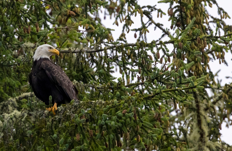 Bald Eagle at Yakona
