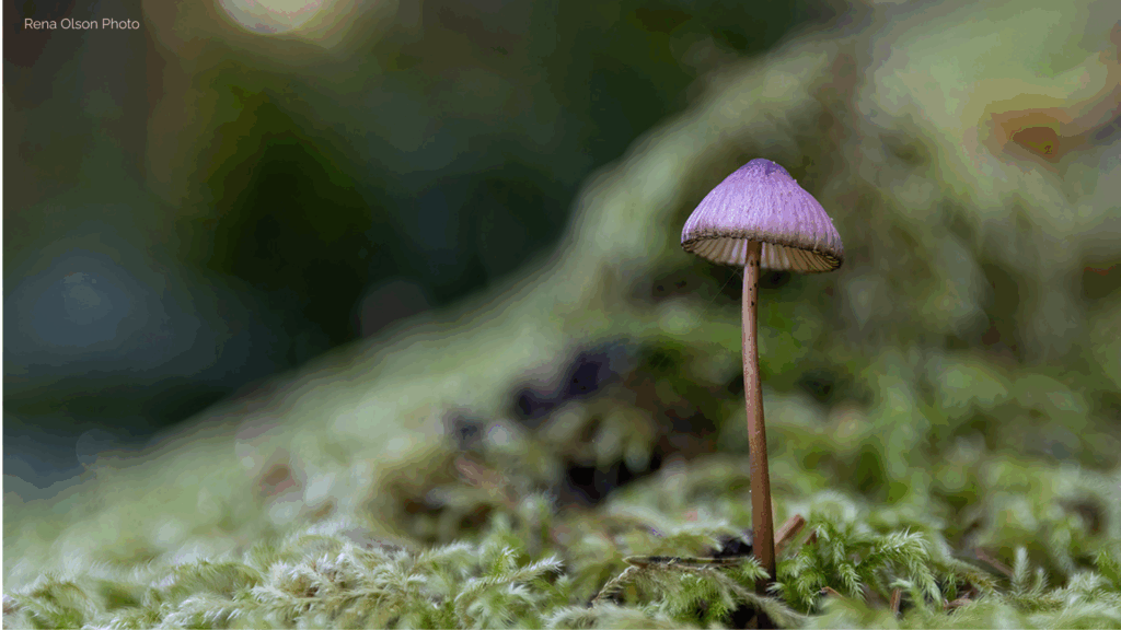 Mushroom Photo by Rena Olson