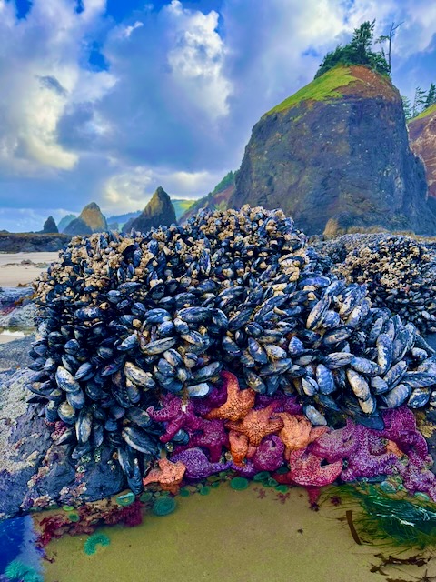 Sea Stars on rocks