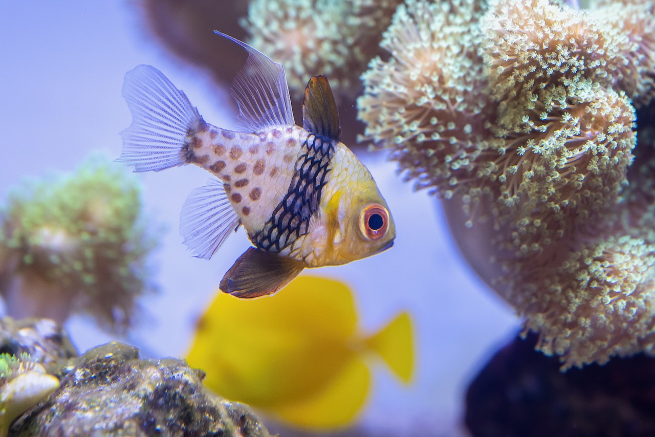 Fish in tank