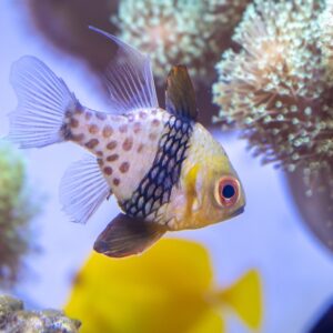 Fish at AQS