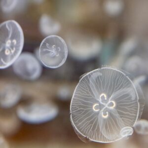 Moon Jellies