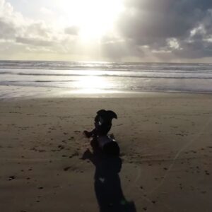 Waverly on Beach with Laptop