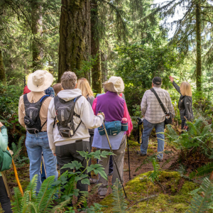 Group of hikers in the woods