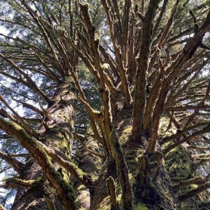 Viewing up into the branches of a tree
