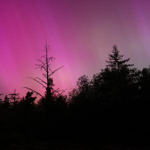 Viewing the northern lights among the trees