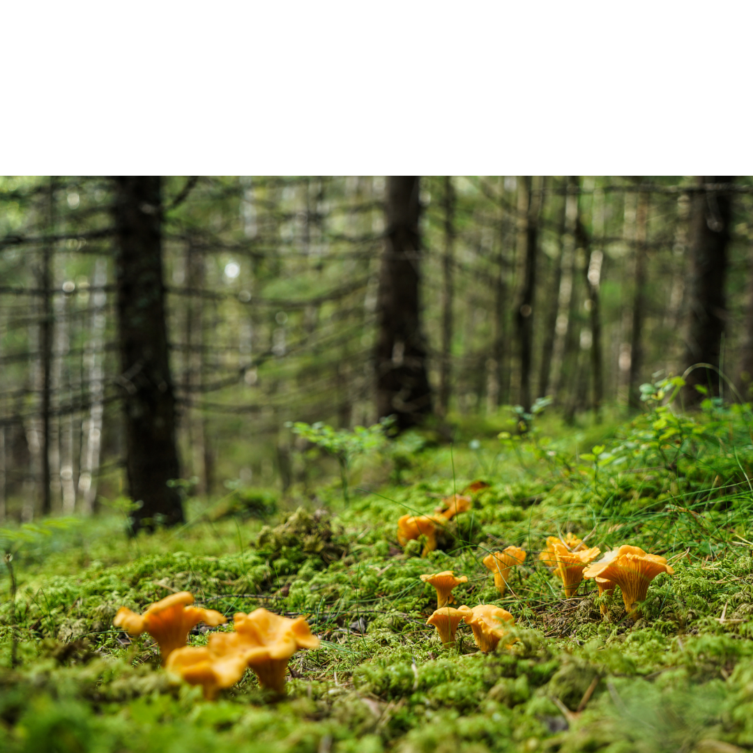 chanterelles