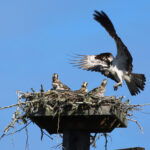 Osprey