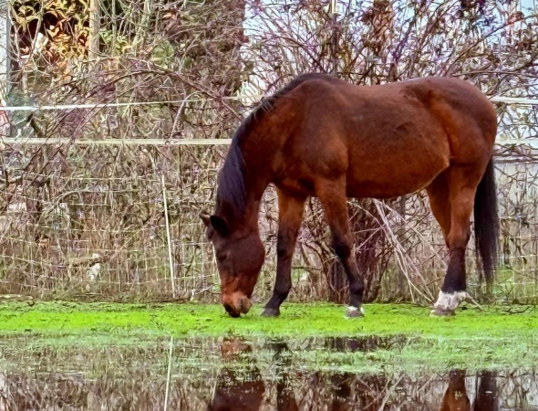 equine